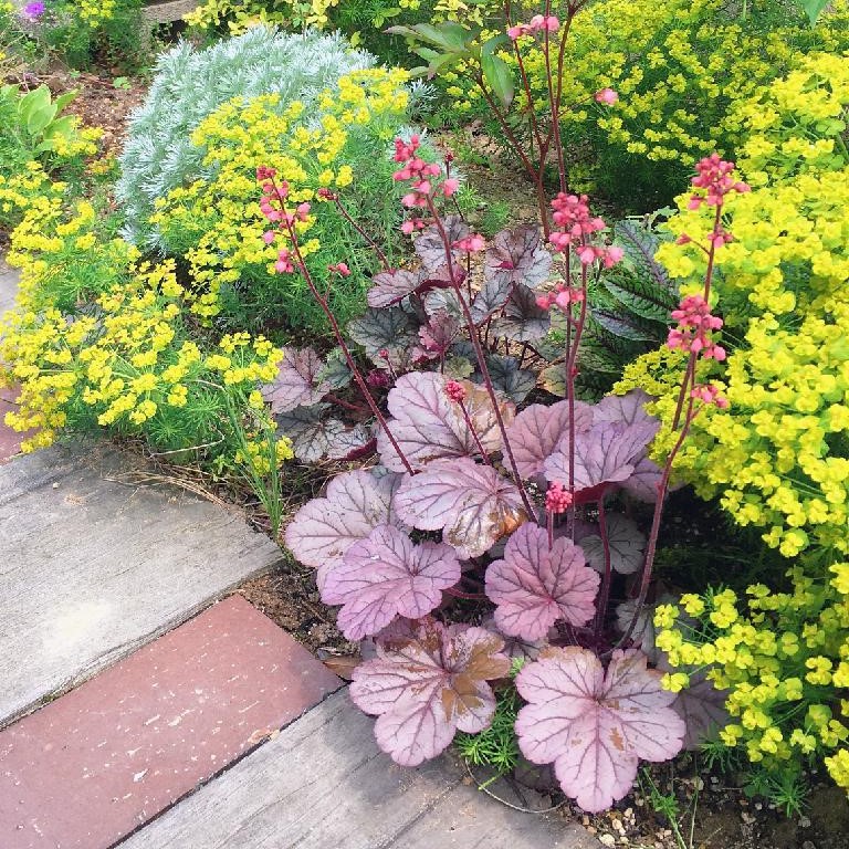 カラー リーフ 地 植え