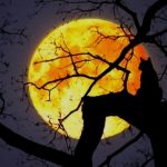 今年いちばん大きな満月・ The Next Full Moon is a Supermoon, and the Hunter’s Moon